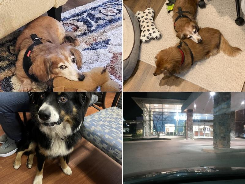 MedVet Medical and Cancer Centerl: Schwartz Susanna DVM