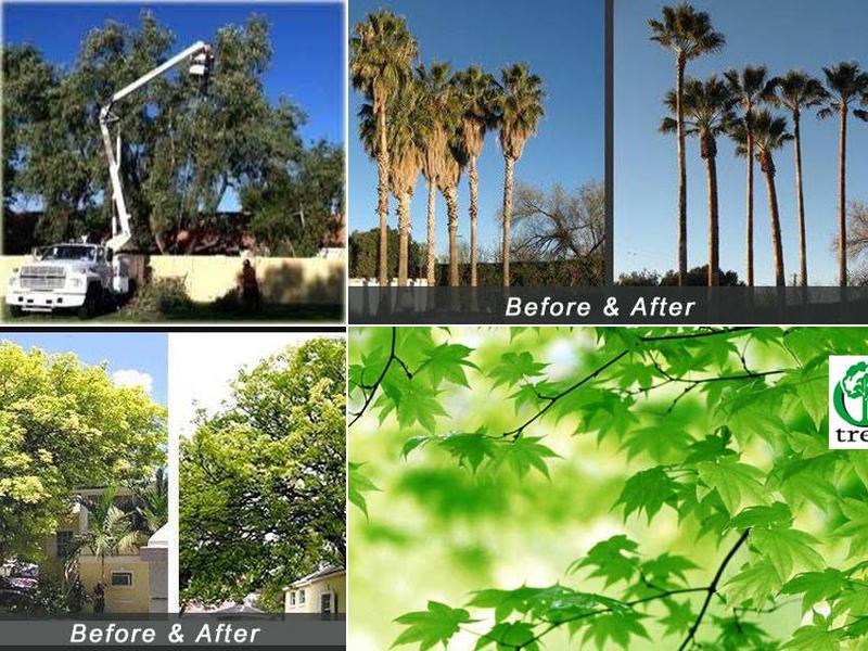 The Oasis Tree Service