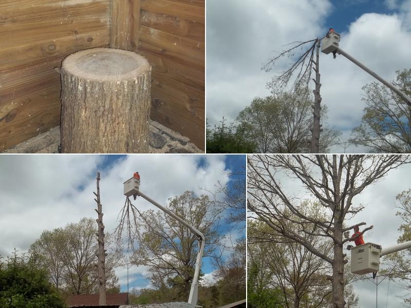 Marshall's Tree Service