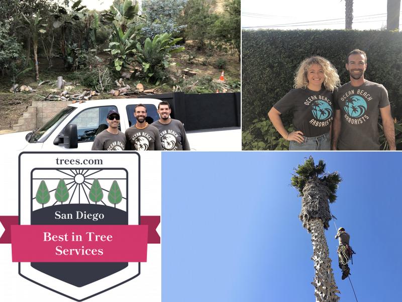 Ocean Beach Arborists