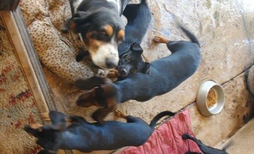 Reliable Landscape Services, Inc.