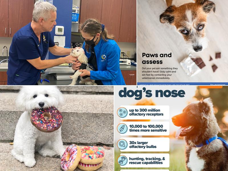 Night Watch Elite Animal Emergency