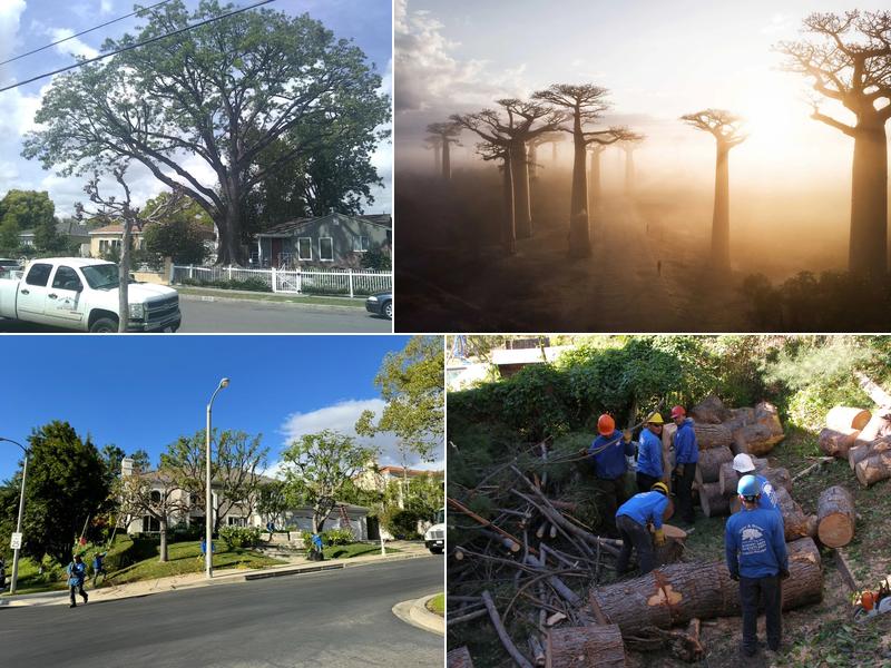 Above & Beyond Tree Service, Inc