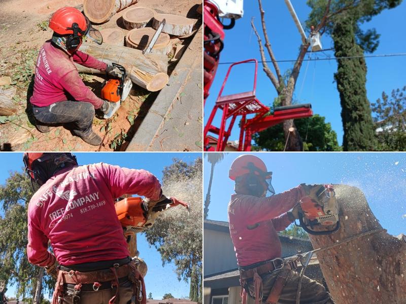 Safe & Beautiful Tree Co Inc