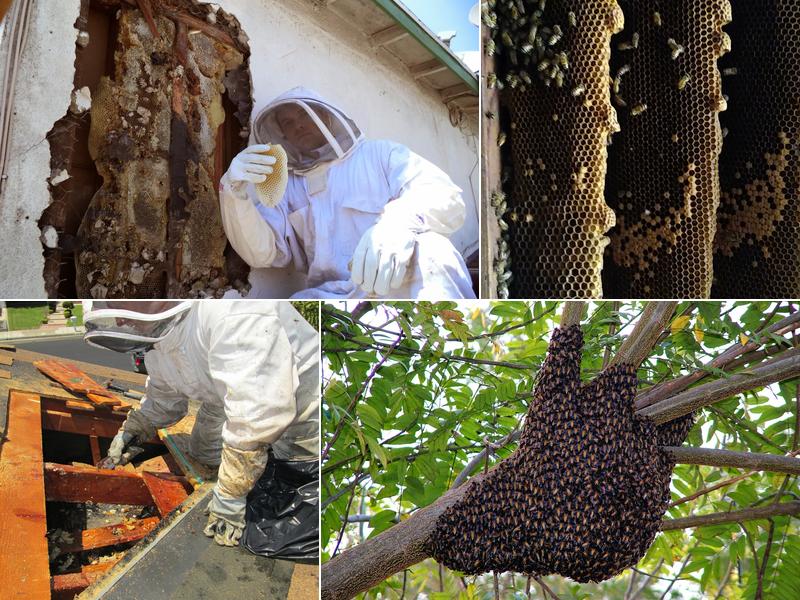 Hive Pro Bee Removal Inc.