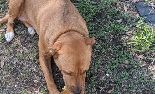 Haltom City Animal Services