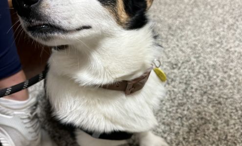 Allied Emergency Veterinary Service