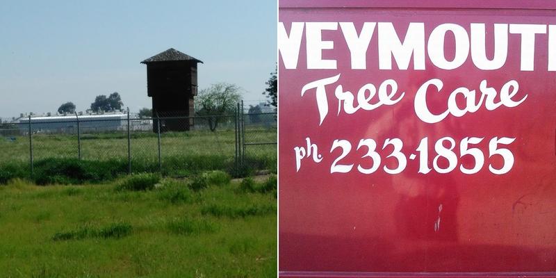 Weymouth Tree Care