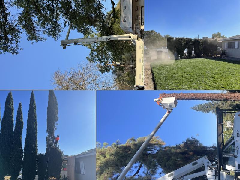 T.Q. Tree Management inc