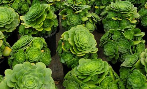 Centeno's Nursery-Landscaping