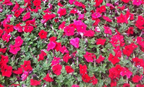 Salco Landscape Services & Growers 6236 Bellflower Blvd, Lakewood California 90713