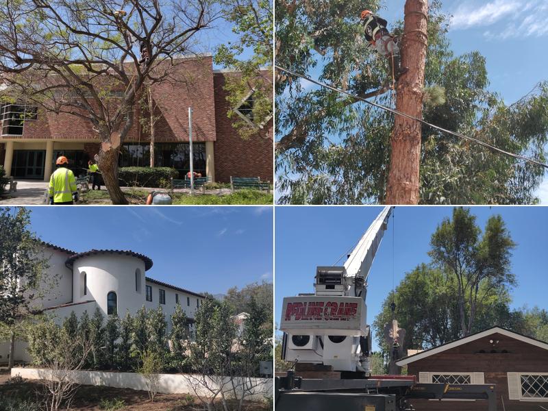 Nature’s Image Tree Specialist Inc.