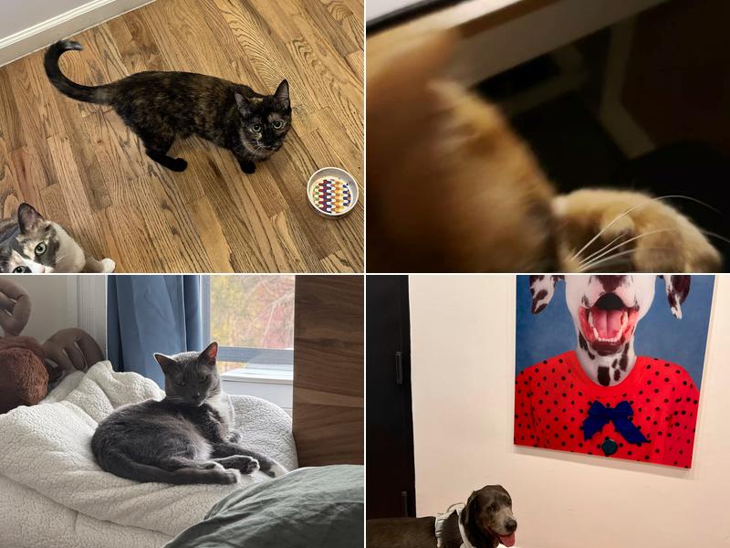 Pearly Bites Veterinary