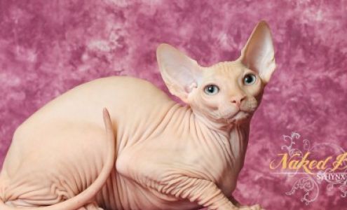 Staples Print & Marketing Services