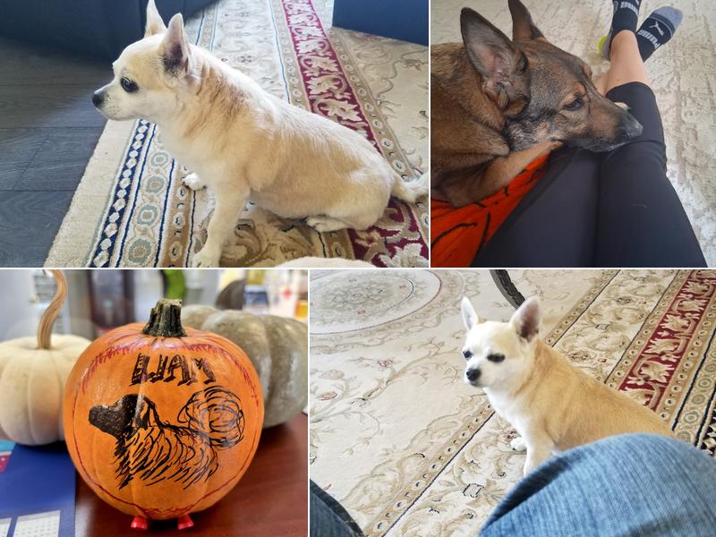 Chippawa Animal Hospital