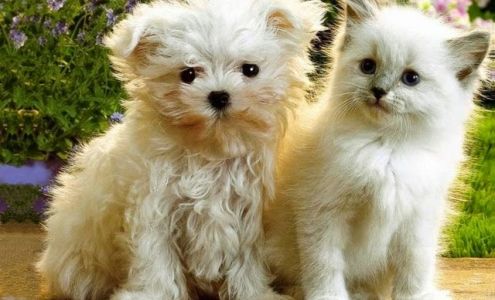 Dog and Cat Clinic of Niagara