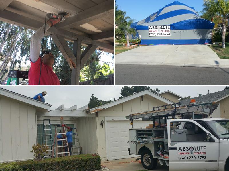 Absolute Termite Control Inc