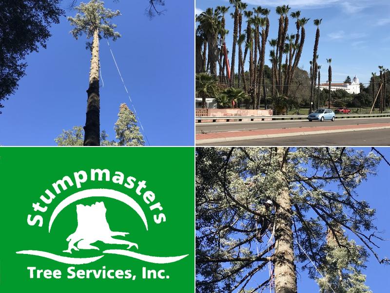 Stumpmasters Tree Services