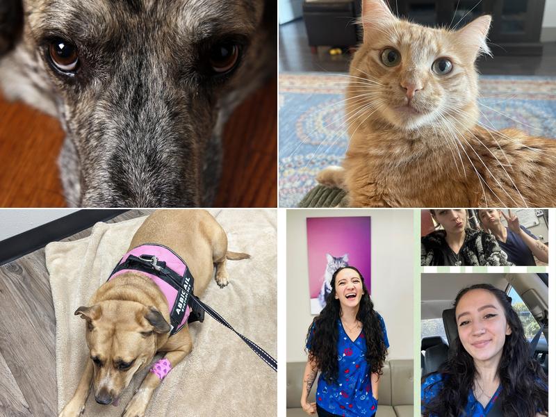 North Carrollton Veterinary Hospital