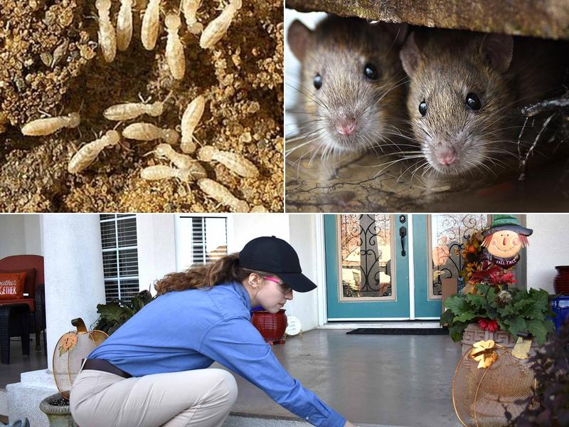 Insect & Rodent Solutions