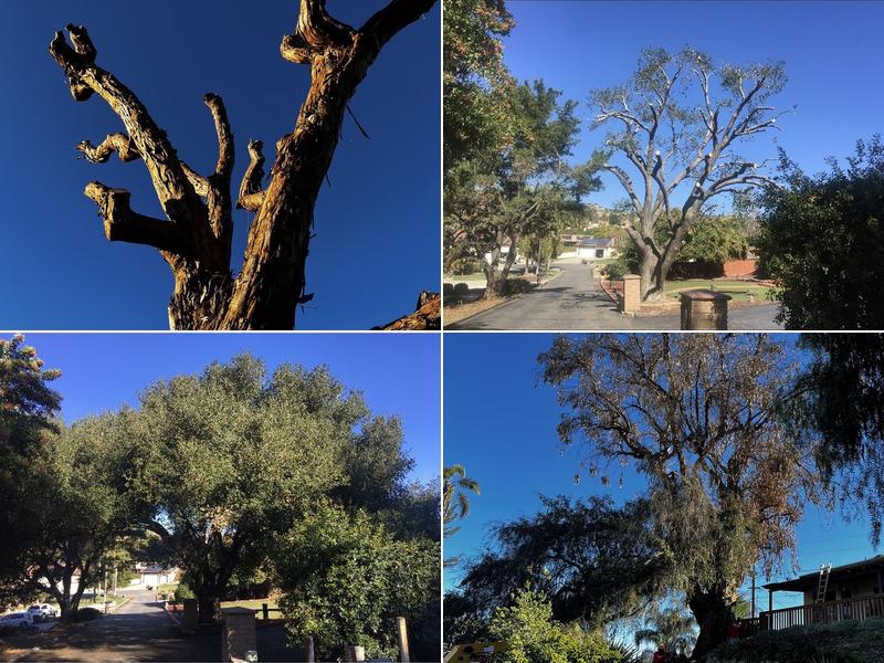 Knock-Em-Out Tree Service