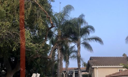 Sutton Tree Service 2236 S Santa Fe Ave, Vista California 92084