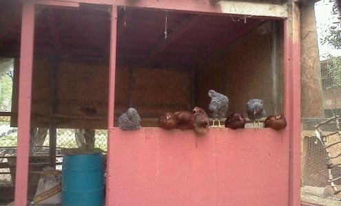 Kniffing's Nurseries