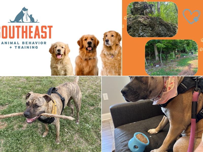 Southeast Animal Behavior + Training
