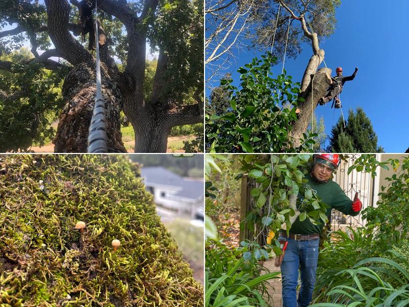 Ned Patchett Tree Care & Consulting