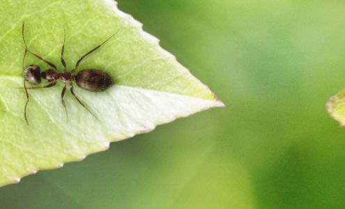 Schaeffer's Extermination