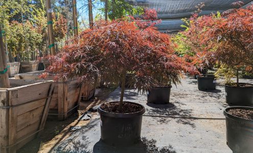 Central Wholesale Nursery