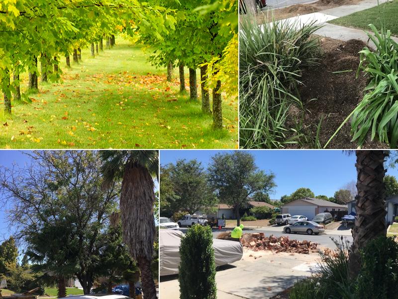 Seven King's Expert Tree Service & Stump Grinding