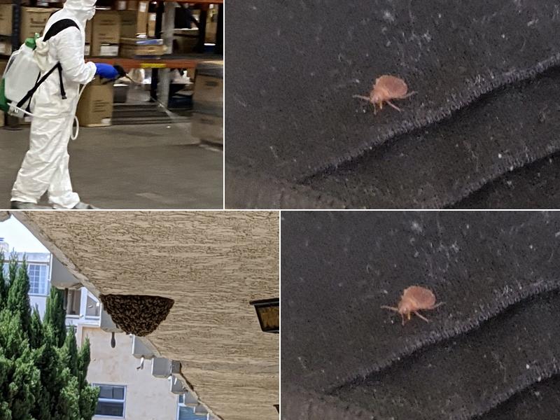 BugAbate Exterminators