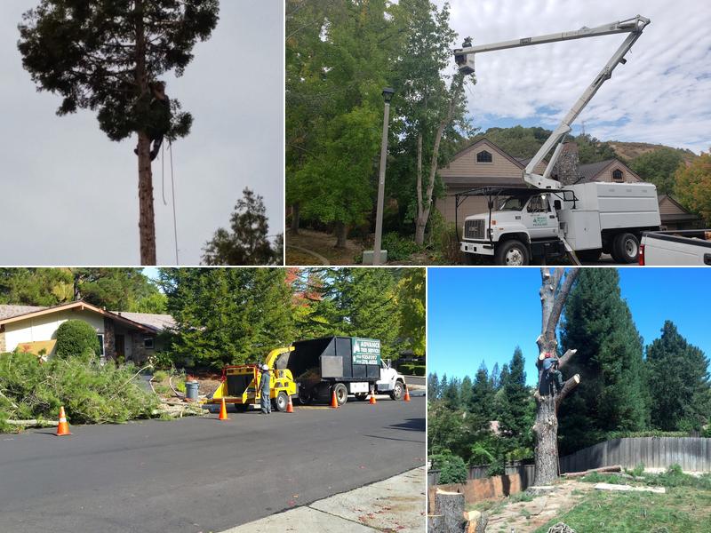 Advance Tree Services Inc