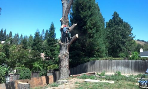 Advance Tree Services Inc Walnut Creek California 