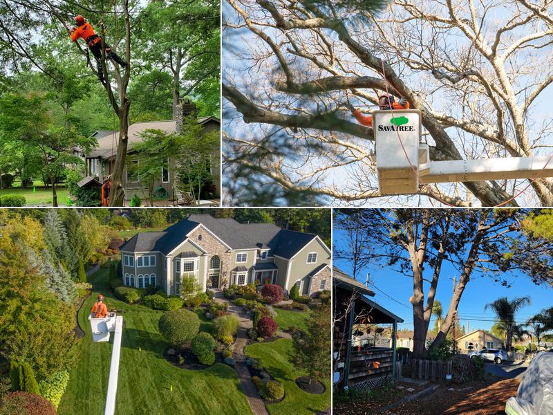 SavATree - Tree Service