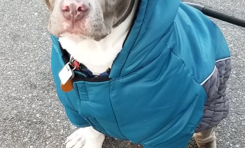 Hearts Alive Village Animal Clinic