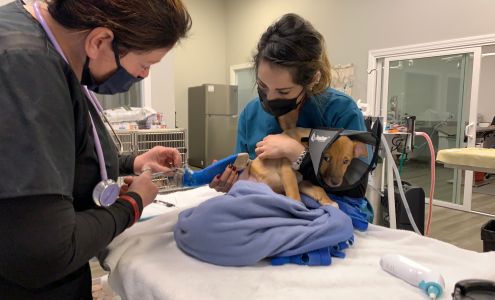 Options Veterinary Care