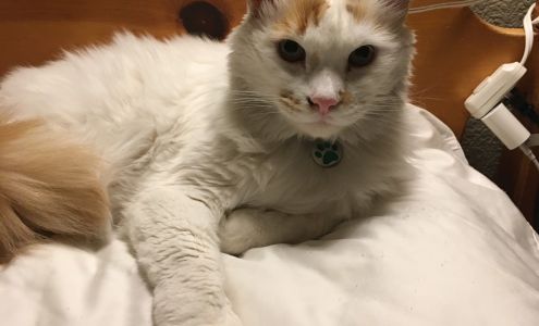 Wingfield Springs Veterinary Hospital