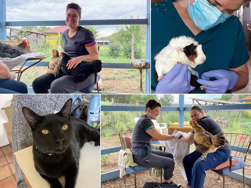 Rollin' Paws Mobile Vet Service