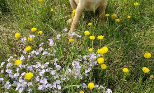 Fairbanks North Star Borough Animal Control