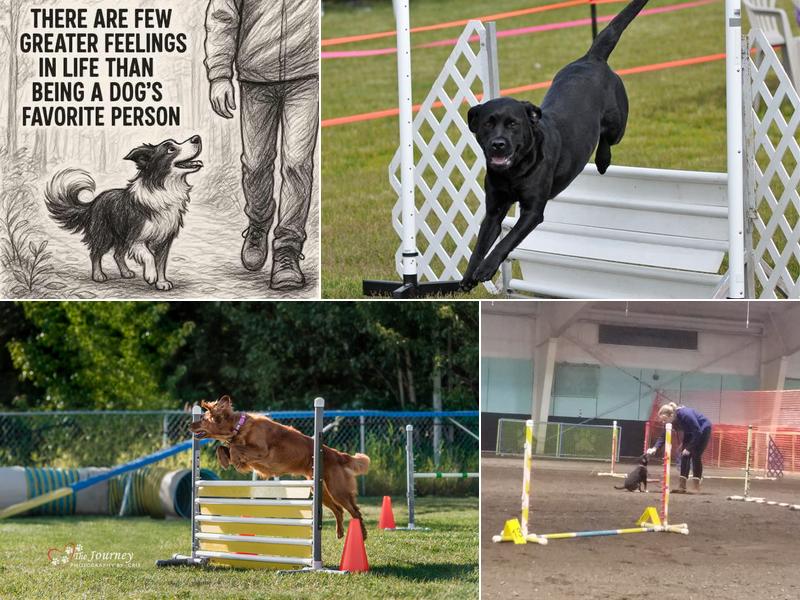 Bell Creek Agility & Obedience