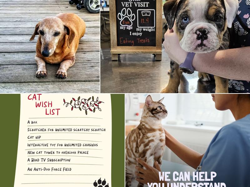 Leader Heights Animal Hospital: Aiello Jennifer A DVM