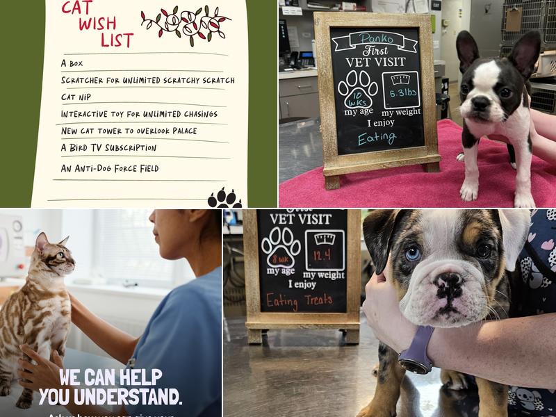 Leader Heights Animal Hospital: Pettigrew Ann C DVM