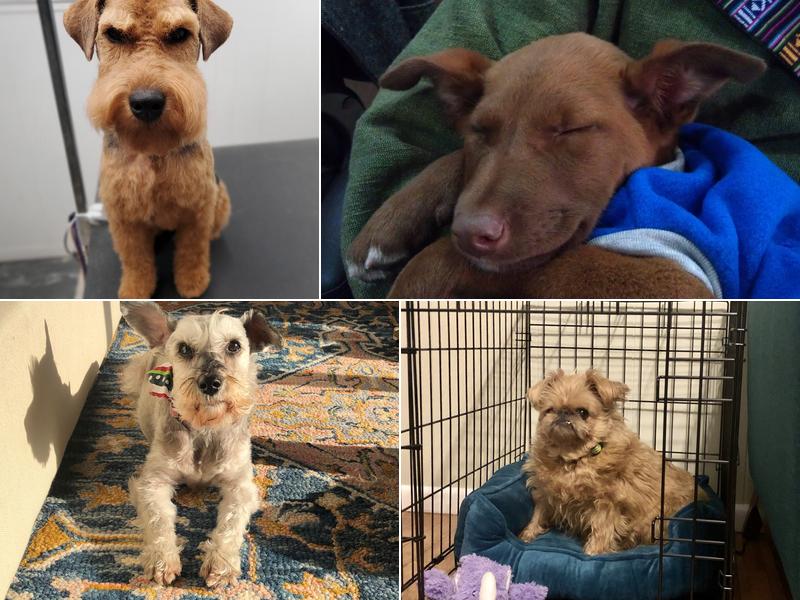 Wipe Your Paws Dog Grooming