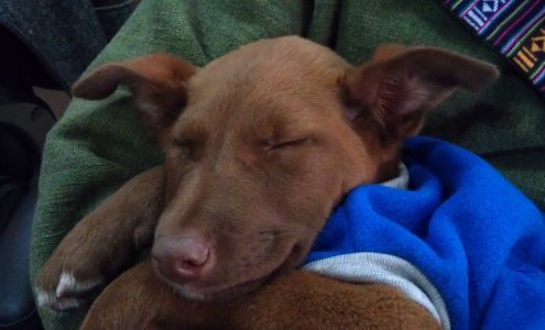 Wipe Your Paws Dog Grooming