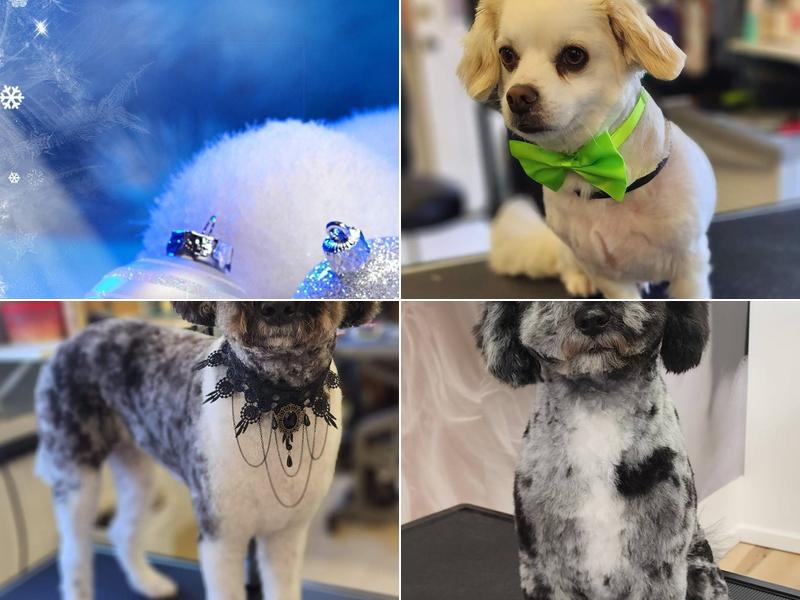 Theresa's Puppy Palace