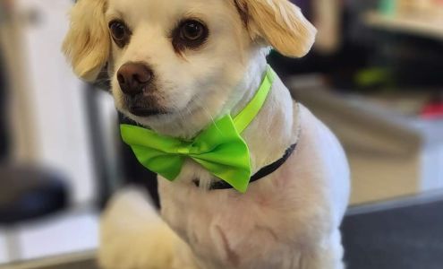 Theresa's Puppy Palace 531 Eastern Blvd, Watertown New York 13601