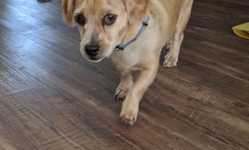 Heroes Dog Grooming 838 Berea Church Rd, Elizabeth City North Carolina 27909