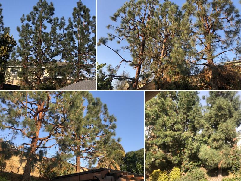 Jeff Buchanan Tree Services